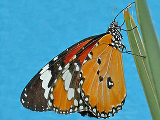 Afrikanischer Monarch Danaus (Anosia) chrysippus Plain Tiger