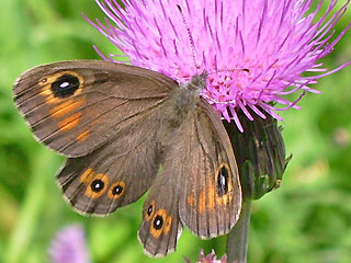 Braunauge Lasiommata maera Large Wall Brown Rispenfalter Kuhauge