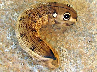 Raupen Gro�er Weinschw�rmer Hippotion celerio Silver-striped Hawk-moth