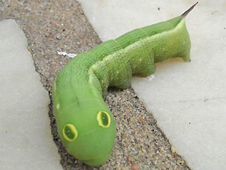 Raupen Gro�er Weinschw�rmer Hippotion celerio Silver-striped Hawk-moth