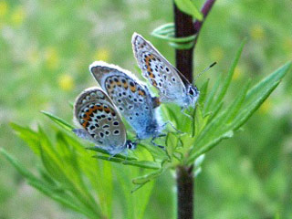 Paarung Geiklee-Bluling Argus-Bluling Plebeius argus Silver-studded Blue