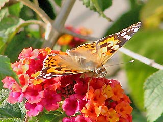 Vanessa cardui Distelfalter Painted Lady Wanderfalfter