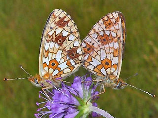 Paarung Braunfleckiger Perlmutterfalter Boloria ( Clossiana ) selene Small Pearl-bordered Fritillary