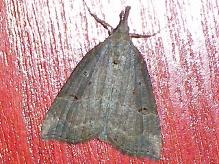 Hopfen-Schnabeleule   Hypena rostralis   Buttened Snout