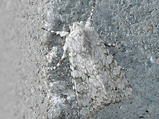 Antitype chi Chi-Eule Grey Chi