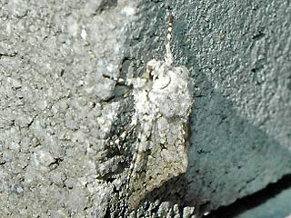 Antitype chi Chi-Eule Grey Chi