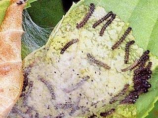 Jungräupchen im Gespinst Euphydryas maturna Maivogel Eschen-Scheckenfalter Scarce Fritillary