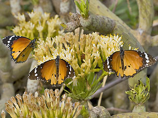 Afrikanischer Monarch Danaus (Anosia) chrysippus Plain Tiger