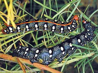 Schwarze Raupe Hyles euphorbiae Wolfsmilchschwrmer Spurge Hawk-moth