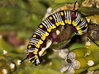 Raupe auf Orbea variegata Afrikanischer Monarch Danaus (Anosia) chrysippus Plain Tiger