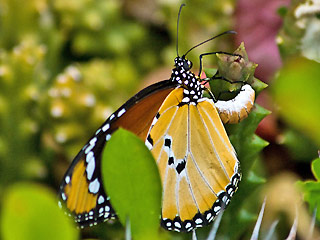 Weibchen bei Eiablager auf Orbea variegata Afrikanischer Monarch Danaus (Anosia) chrysippus Plain Tiger