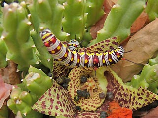 Raupe Afrikanischer Monarch Danaus (Anosia) chrysippus Plain Tiger