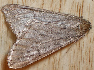 Frhlings-Kreuzflgel  Alsophila aescularia  March Moth