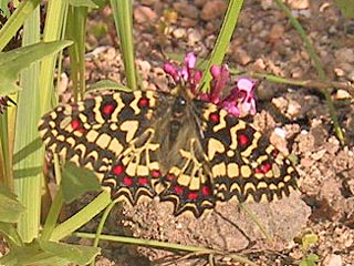 Spanischer Osterluzeifalter  Zerynthia rumina  Spanish Festoon