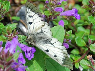 Schwarzer Apollo  Parnassius mnemosyne 
