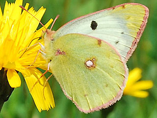 Alpen-Gelbling Colias phicomone Mountain Clouded Yellow