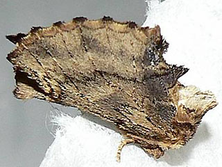 Kamel-Zahnspinner Ptilodon capucina Coxcomb Prominent