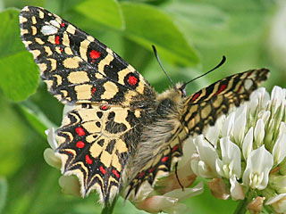 Spanischer Osterluzeifalter  Zerynthia rumina  Spanish Festoon
