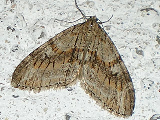 Trichopteryx polycommata Gestrichelter Lappenspanner Barred Tooth-striped Spanner