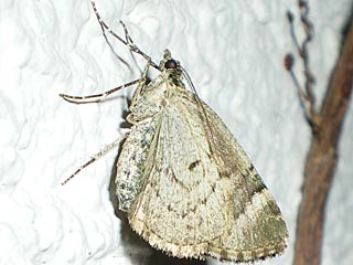 Olivgrner Bindenspanner Chloroclysta siterata Red-green Carpet 