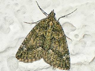 Olivgrner Bindenspanner Chloroclysta siterata Red-green Carpet 