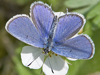 Mnnchen Cupido argiades  Kurzschwnziger Bluling Short-tailed Blue