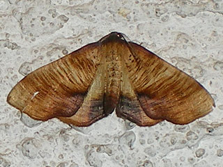 Plagodis dolabraria  Hobenspanner  Scorched Wing