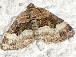 Xanthorhoe biriviata Springkraut-Blattspanner Balsam Carpet