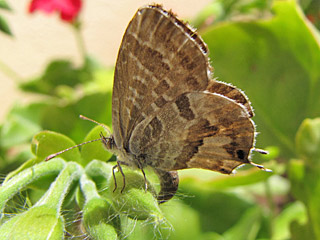 Eiablage Pelargonien-Wanderbluling CacyrAeus marshalli Geranium Bronze