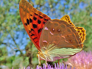Kardinal  Argynnis pandora  Cardinal