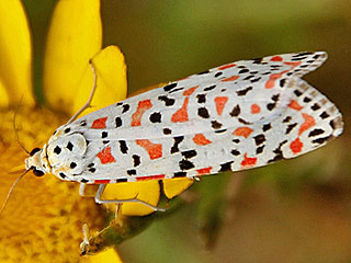 Punktbr  Utetheisa pulchella  