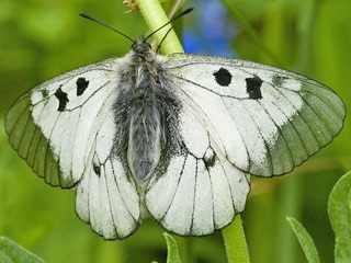 Schwarzer Apollo  Parnassius mnemosyne Clouded Apollo
