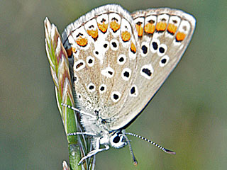Polyommatus celina