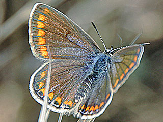 Polyommatus celina