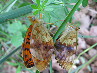 Brombeer-Perlmutterfalter Brenthis daphne