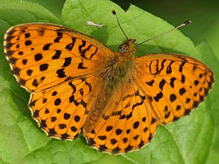 Brombeer-Perlmutterfalter Brenthis daphne