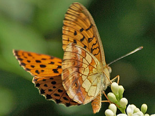 Brombeer-Perlmutterfalter Brenthis daphne