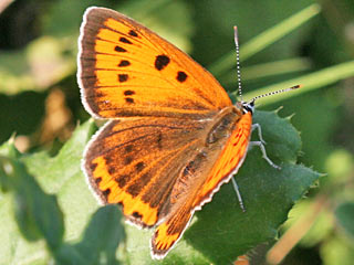 Lycaena dispar   Groer Feuerfalter Large Copper