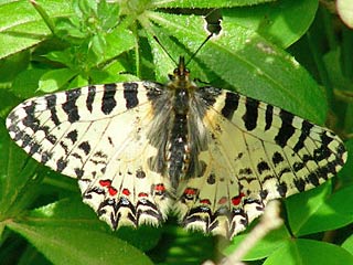 Zerynthia cretica Cretan Eastern Festoon