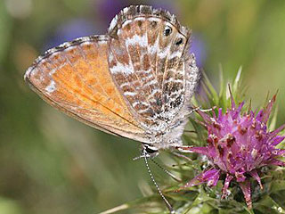 Cyclyrius webbianus  Kanarischer Bluling  Canary Blue