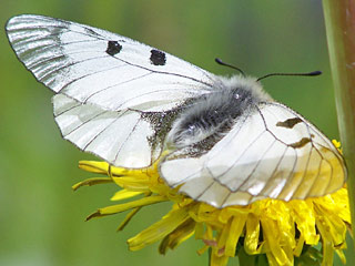 Schwarzer Apollo  Parnassius mnemosyne Clouded Apollo