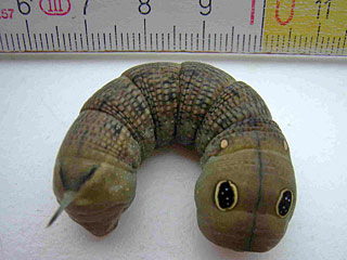 Raupe Hippotion celerio  Gro�er Weinschw�rmer  Silver-striped Hawk-moth