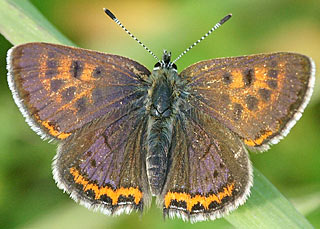 Weibchen Blauschillernder Feuerfalter Lycaena helle Violett Copper