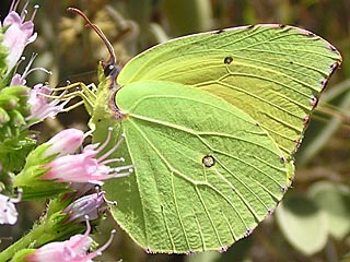 Teneriffa-Zitronenfalter  Gonepteryx cleobule