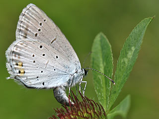 Eiablage Cupido argiades  Kurzschwnziger Bluling Short-tailed Blue