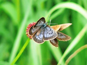 Dunkler Wiesenknopf-Ameisenbluling  Maculinea nausithous