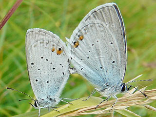 Paarung Cupido argiades  Kurzschwänziger Bläuling Short-tailed Blue
