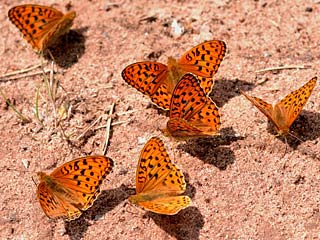 Mrzveilchen-Perlmutterfalter Feuriger Perlmutterfalter Argynnis adippe High Brown Fritillary