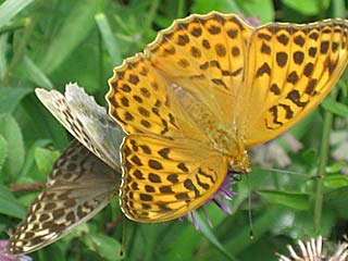 Kaisermantel Argynnis paphia Silver-washed Fritillary