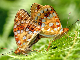 Mrzveilchen-Perlmutterfalter Feuriger Perlmutterfalter Argynnis adippe High Brown Fritillary